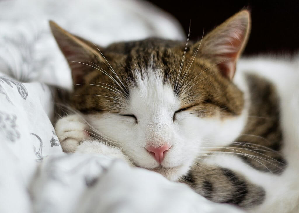 Reducing Anxiety in Dogs and Cats